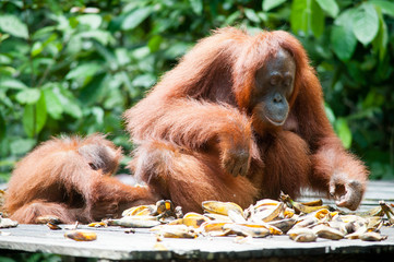 Orangutan and her baby