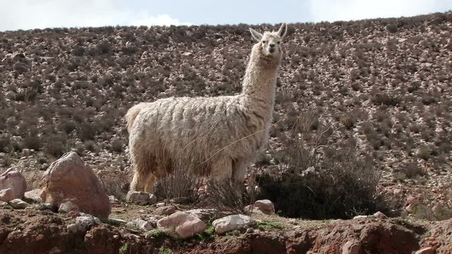 Adult llama stands near road to Putre in Arica-Parinacota region, Chile