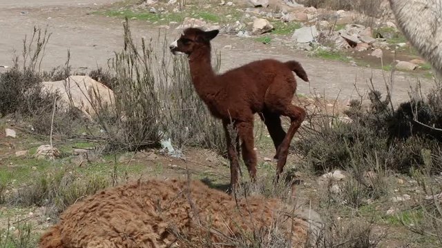 Baby and adult llamas near road to Putre in Arica-Parinacota region, Chile
