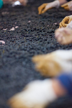 vendange vinification vin