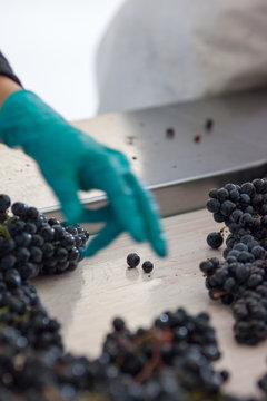 vendange vinification vin