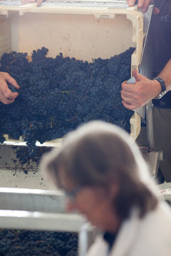 vendange vinification vin