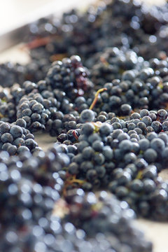 vendange vinification vin