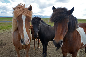 Fototapeta na wymiar Curious icelandic horses 