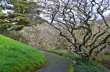 Fototapeta na wymiar Tortuous tree in botanic garden of Wellington