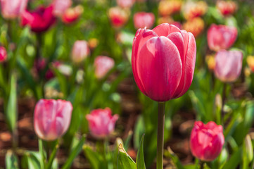 Beautiful tulips flower closeup in garden