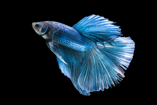 Side view of Blue betta fish. Isolated on black background.