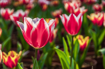 Fototapeta premium Beautiful tulips flower closeup in garden