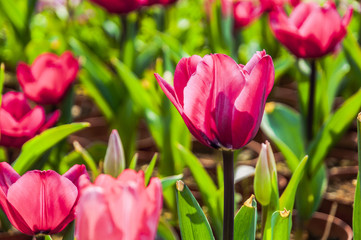 Obraz premium Beautiful tulips flower closeup in garden