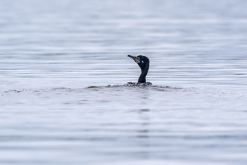 Biguá (Nannopterum brasilianus) | Neotropic Cormorant  photographed in Vitoria, Espírito Santo - Southeast of Brazil. Atlantic Forest Biome.