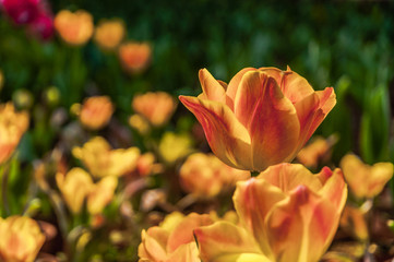 Beautiful tulips flower closeup in garden