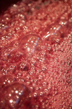 vendange vinification vin