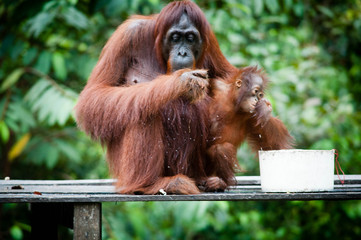 Orangutan and her baby © arikbintang