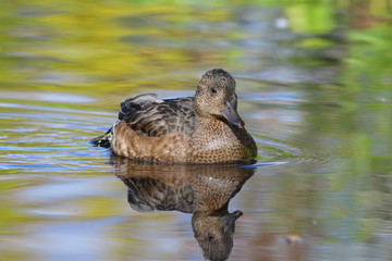 Anas penelope. The female Wigeon closeup on the Yamal Peninsula
