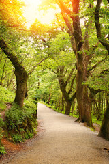 Forest and mountain landscape. Tourists route in park. Glendalough valley in County Wicklow, Ireland