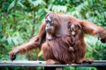 Orangutan and her baby © arikbintang
