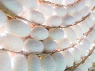 white silk cocoons