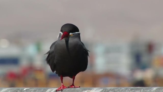 Inca tern bird sits on the railing in the port of Arica, Chile