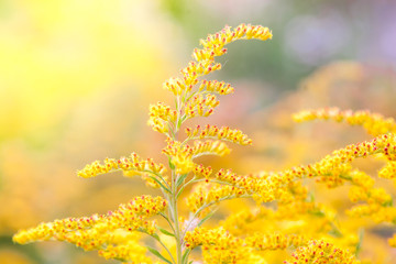 Inflorescences of a yellow field flower of a goldenrod - obrazy, fototapety, plakaty