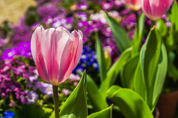 Beautiful tulips flower closeup in garden
