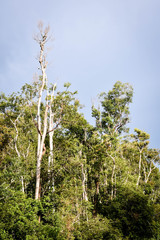 Rainforest Jungle Borneo