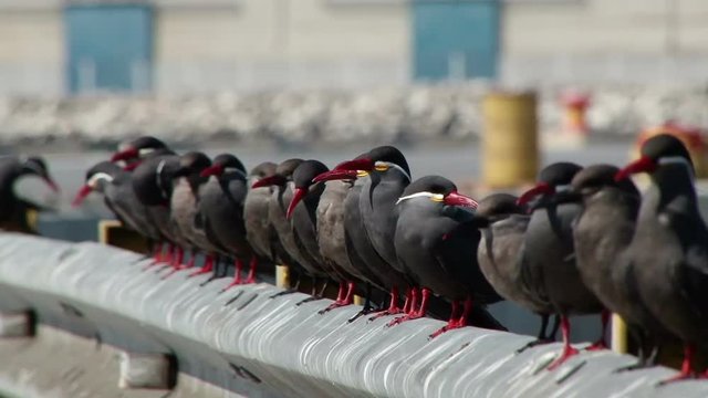 Adult and younger Inca tern birds sit on the railing in the port of Arica, Chile