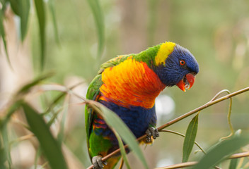 Rainbow Lorikeet sitting on a tree branch
