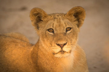 Obraz premium cub, Lion pride, Chobe National Park, Botswana