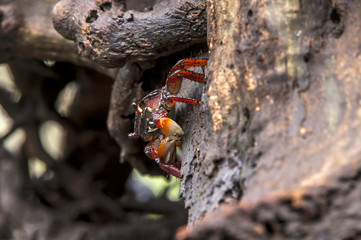 Aratu-vermelho (Goniopsis cruentata) | Mangrove root crab  photographed in Vitoria, Espírito Santo - Southeast of Brazil. Atlantic Forest Biome.