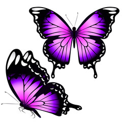 beautiful pink butterflies, isolated  on a white