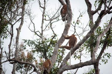 The proboscis monkey (Nasalis larvatus) or long-nosed monkey, known as the bekantan in Indonesia, is a reddish-brown arboreal Old World monkey with an unusually large nose.