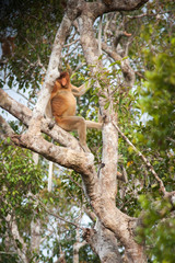 The proboscis monkey (Nasalis larvatus) or long-nosed monkey, known as the bekantan in Indonesia, is a reddish-brown arboreal Old World monkey with an unusually large nose.