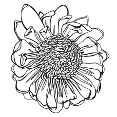 Hand drawn Protea Vector Illustration close-up