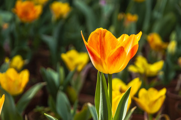 Obraz premium Beautiful tulips flower closeup in garden