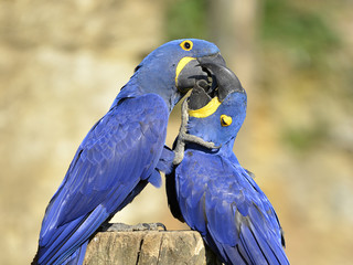 Closeup of two Hyacinth macaws (Anodorhynchus hyacinthinus) kissing 