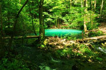 River source in the mountainous forest
