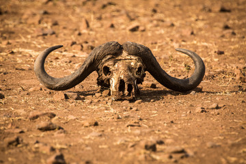 Cape buffaloo skull