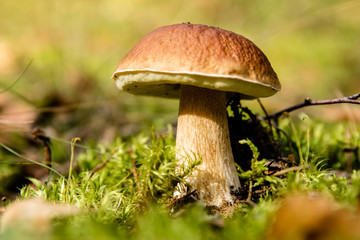 mushroom boletus grows in the forest among moss and autumn leaves