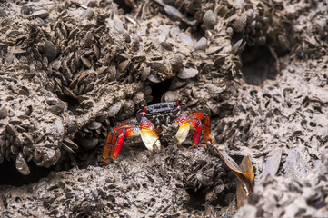 Aratu-vermelho (Goniopsis cruentata) | Mangrove root crab  photographed in Vitoria, Espírito Santo - Southeast of Brazil. Atlantic Forest Biome.