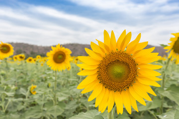 Sunflowers(Helianthus)