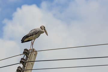 Asian openbill (Anastomus oscitans)