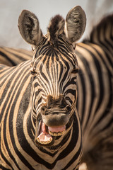 Fototapeta na wymiar Zebra making a funny face, Chobe National Park, Botswana