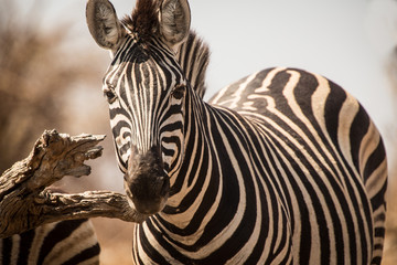 Fototapeta na wymiar Zebras, Chobe National Park, Botswana
