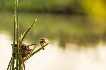 Bird's nest near the river and female