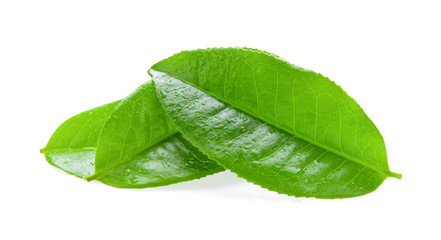 Obraz premium tea leaf isolated on white background