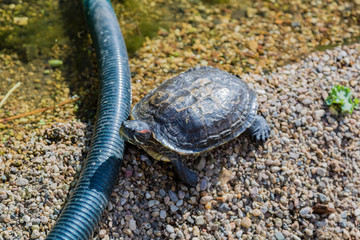 Waterfowl turtle of medium size on the pebbled shore of the pond

