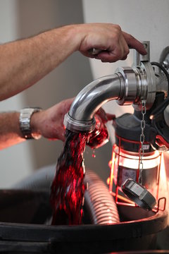 vendange vinification vin