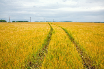 road in the field, among ears of wheat against the backdrop of a dramatic sky