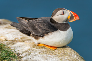 North Atlantic ocean puffins at Faroe island Mykines, late summer