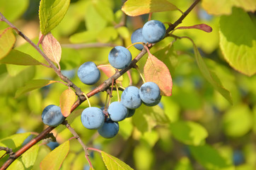 Sloe berry on the branch (prunus spinosa) with copy space